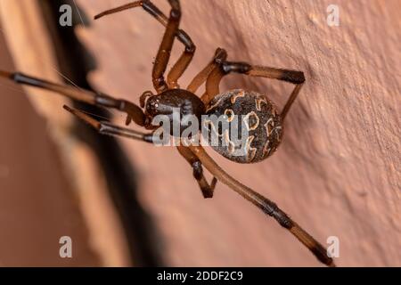 Braune Witwe der Art Latrodectus geometricus Stockfoto