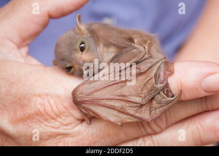 Waisenkind Östliche Röhrennase Fledermaus (Nyctimene robinsoni) ca. 18 Tage alt, zur Hand ruhend. November 2020. Cow Bay. Queensland. Australien. Stockfoto