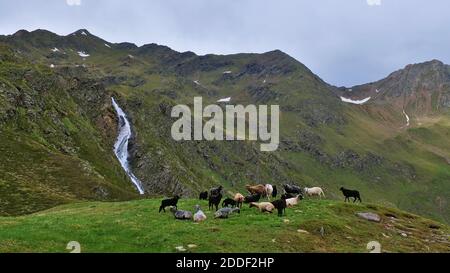 Schafherde mit weißen, braunen und schwarzen Tieren grasen auf einer alpinen Wiese mit majestätischen Wasserfall im Hintergrund an einem bewölkten Tag. Stockfoto