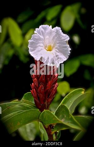 TITEL: Ingwerblume BESCHREIBUNG: Makrobild der Ingwerpflanze in voller Blüte mit weißer Blüte Stockfoto