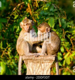 Ein Paar junger Makaken, die im frühen Morgenlicht auf einer Betonsäule sitzen. Stockfoto