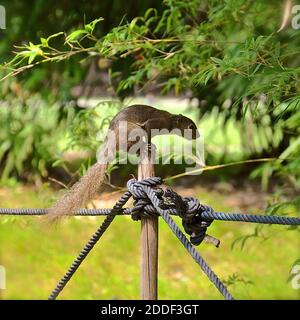 TITEL: Seitenansicht des grauen Eichhörnchens BESCHREIBUNG: Nahaufnahme des Seitenprofils eines grauen Eichhörnchens, das auf einem hölzernen Zaunpfosten in einem Park thront. Stockfoto