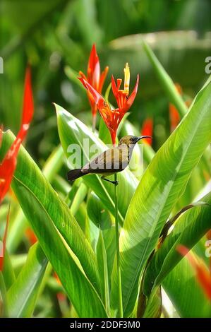 TITEL: Sonnenvogel auf einem Paradiesvogel Beschreibung: Nahaufnahme des Seitenprofils eines kleinen tropischen Sonnenvogels, der auf einem roten und orangen er thront Stockfoto