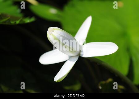 Eine Öffnung White Water Lily Bud Stockfoto