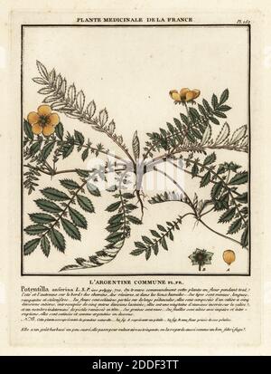 Silberweed, L’argentine Kommune, Potentilla anserina. Kupferstich in drei Farben von Pierre Bulliard aus seiner Herbier de la France, ou Collection complete des plantes indigees de ce royaume, Didot jeune, Debure et Belin, 1780-1793. Stockfoto