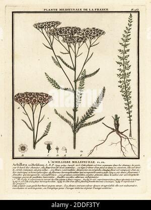 Schafgarbe, Achillea millefolium. L’achiliere millefeuille, Achillaea millefolium. Kupferstich in drei Farben von Pierre Bulliard aus seiner Herbier de la France, ou Collection complete des plantes indigees de ce royaume, Didot jeune, Debure et Belin, 1780-1793. Stockfoto