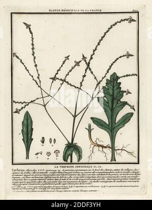 Vervain, la verveine officinale, Verbena officinalis. Kupferstich in drei Farben von Pierre Bulliard aus seiner Herbier de la France, ou Collection complete des plantes indigees de ce royaume, Didot jeune, Debure et Belin, 1780-1793. Stockfoto