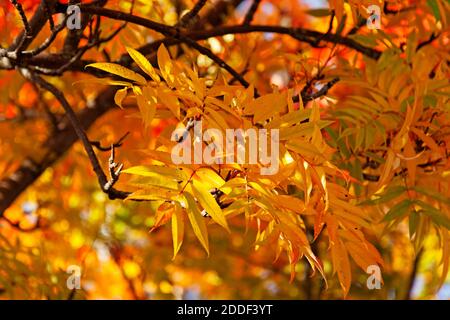 rowan Blätter in intensiven Herbstfarben Stockfoto