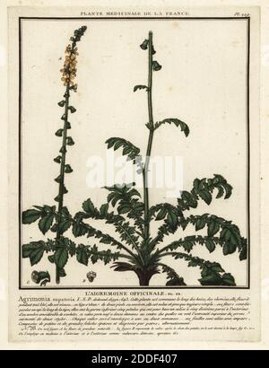 Gemeinsame Agrimonie, l’aigremoine officinale, Agrimonia eupatoria. Kupferstich in drei Farben von Pierre Bulliard aus seiner Herbier de la France, ou Collection complete des plantes indigees de ce royaume, Didot jeune, Debure et Belin, 1780-1793. Stockfoto