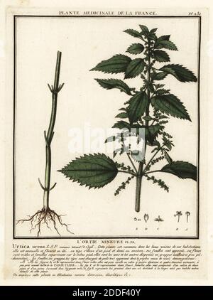 Jährliche Brennnessel, l’ortie mineure, Urtica urens. Kupferstich in drei Farben von Pierre Bulliard aus seiner Herbier de la France, ou Collection complete des plantes indigees de ce royaume, Didot jeune, Debure et Belin, 1780-1793. Stockfoto