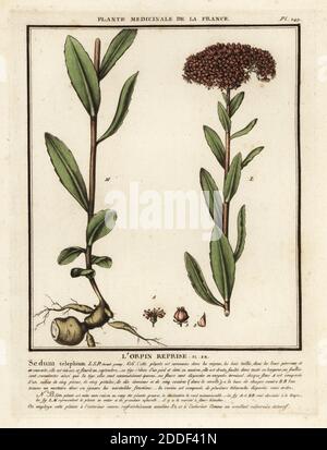 Orpine, l’Orpin Reprise, Sedum Telephium. Kupferstich in drei Farben von Pierre Bulliard aus seiner Herbier de la France, ou Collection complete des plantes indigees de ce royaume, Didot jeune, Debure et Belin, 1780-1793. Stockfoto