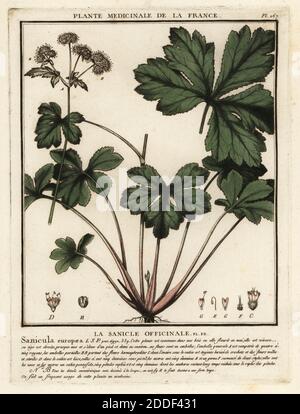 Holzheilmittel, la sanicle officinale, Sanicula europaea. Kupferstich in drei Farben von Pierre Bulliard aus seiner Herbier de la France, ou Collection complete des plantes indigees de ce royaume, Didot jeune, Debure et Belin, 1780-1793. Stockfoto