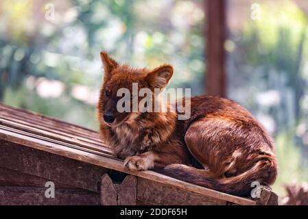 Dhole oder Cuon alpinus, andere englische Namen für Arten sind indischer Wildhund, pfeifender Hund, chennai, asiatischer Wildhund, roter Wolf, roter Hund und mounta Stockfoto