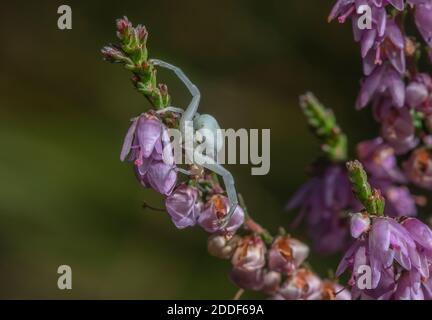 Krabbenspinne, Misumena vatia, warten auf Beute auf Common Heather, Heide. Stockfoto