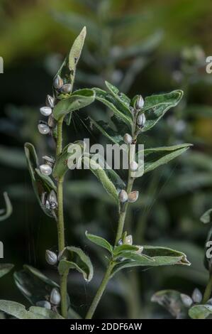 Gemeine Gromwell, Lithospermum officinale, in Obst im Spätsommer auf Kreide im Landesinnegebiet. Stockfoto