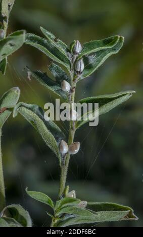Gemeine Gromwell, Lithospermum officinale, in Obst im Spätsommer auf Kreide im Landesinnegebiet. Stockfoto