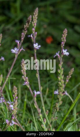 Gemeine Vervain, Verbena officinalis, blühend auf Kreide im Unterland, Dorset. Stockfoto