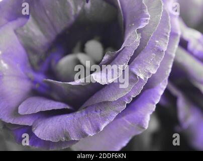 Lisianthus Blume mit grau getönt Stockfoto