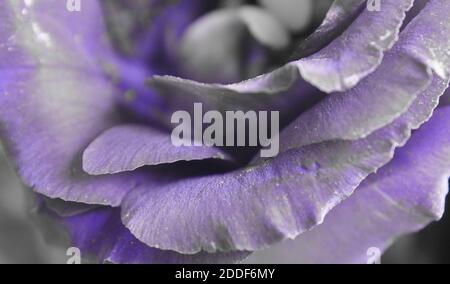 Lisianthus Blume mit grau getönt Stockfoto