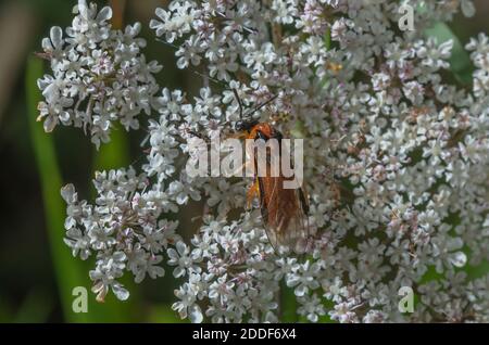 Rübensawfly, Athalia rosae, Fütterung auf umbelliferer Blume. Dorset. Stockfoto