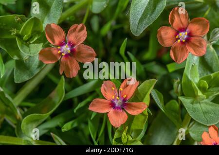 Scharlach pimpernel, Anagallis arvensis, blühend auf gestörtem Kreidegrasland, Dorset. Stockfoto