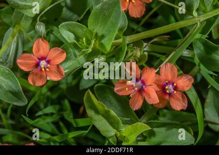 Scharlach pimpernel, Anagallis arvensis, blühend auf gestörtem Kreidegrasland, Dorset. Stockfoto