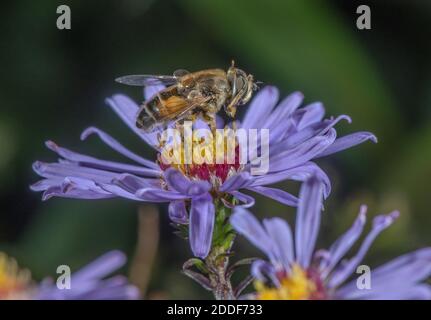 Streifengesichtes Dronefly, Eristalis nemorum, Besuch im Garten Michaelmas Daisy. Stockfoto