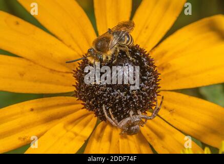 Eine Gipsbiene, wahrscheinlich Davies' Colletes, Colletes daviesanus, auf einer Konelblume, die von einer Krabbenspinne besetzt ist, Xysticus cristatus im Garten. Stockfoto