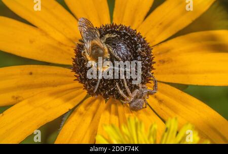 Eine Gipsbiene, wahrscheinlich Davies' Colletes, Colletes daviesanus, auf einer Konelblume, die von einer Krabbenspinne besetzt ist, Xysticus cristatus im Garten. Stockfoto