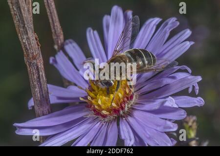 Streifengesichtes Dronefly, Eristalis nemorum, Besuch im Garten Michaelmas Daisy. Stockfoto