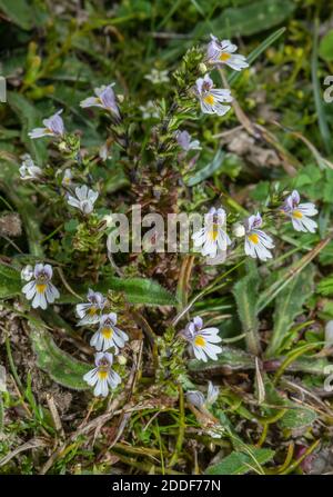 Ejebright, Euphrasia nemorosa auf Kreidegrasland, Dorset. Stockfoto