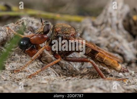 Männliche Hornet-Raubfliege, Asilus crabroniformis, mit seiner Beute, ein kleiner Mistkäfer, Aphodius foetens. Dorset. Stockfoto