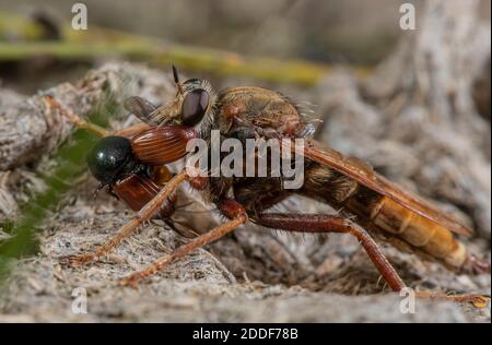 Männliche Hornet-Raubfliege, Asilus crabroniformis, mit seiner Beute, ein kleiner Mistkäfer, Aphodius foetens. Dorset. Stockfoto