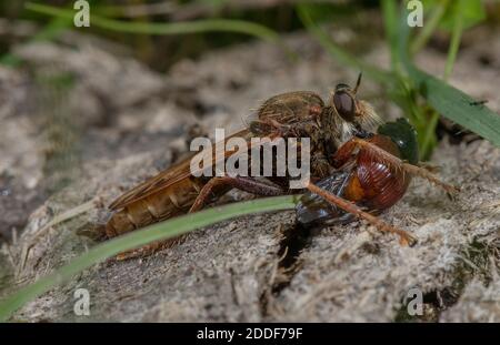 Männliche Hornet-Raubfliege, Asilus crabroniformis, mit seiner Beute, ein kleiner Mistkäfer, Aphodius foetens. Dorset. Stockfoto