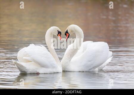 Paar Schwäne bilden Herz auf Teich in der Herbstsaison, Tschechische Republik, Europa Tierwelt Stockfoto