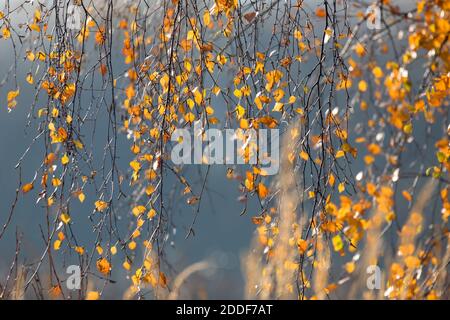 Herbsthintergrund. Schöne gelbe Birkenblätter. Herbstliche Natur Hintergrund für Design mit geringer Tiefenschärfe Stockfoto