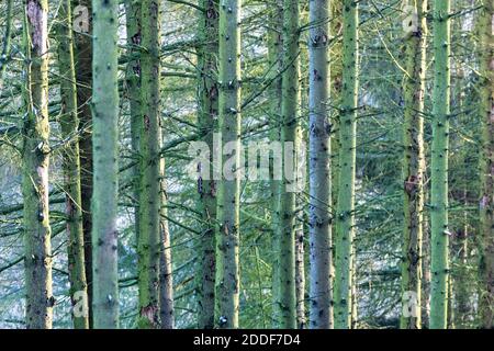 Fichte Trunks in EINEM Mossy Wald, Rinde bedeckt von Flechten, Tschechische Republik Hochland, Europa Stockfoto