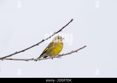 Europäischer Grünfink - Carduelis chloris auf Naturzweig Baum in Winterzeit Stockfoto