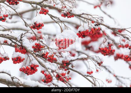 Rote Beeren auf Sorbus aucuparia von weißem Schnee bedeckt, gemeinhin als Eberesche Baum. Tschechische Republik, Europa Naturlandschaft Stockfoto