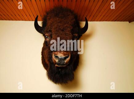 Ein gefüllter brauner Bisonkopf mit Hörnern an der Wand Stockfoto