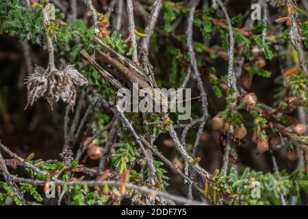 Heath Grashüpfer, Chorthippus Vagans, auf Heide; Isle of Purbeck, Dorset. Stockfoto