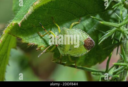 Adulter grüner Shieldbug, Palomena prasina, auf einem Blatt sitzend. Stockfoto