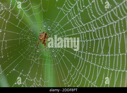 Weibliche Gartenspinne, Araneus diadematus, auf taunem Orb-Netz an kühlem Herbstmorgen. Stockfoto