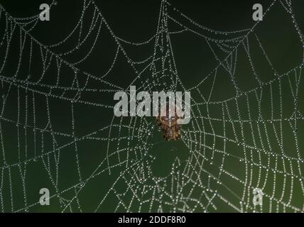 Weibliche Gartenspinne, Araneus diadematus, auf taunem Orb-Netz an kühlem Herbstmorgen. Stockfoto