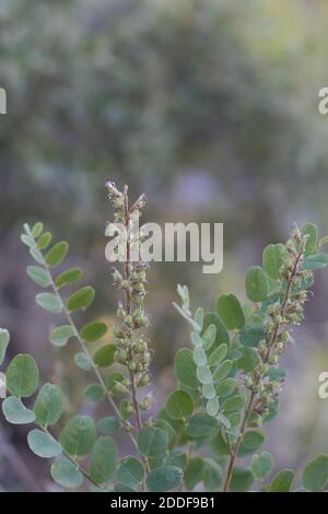 Grüne Hülsenfrüchte, Chaparral Singlepetal Indigo, Amorpha californica, Fabaceae, einheimischer Strauch, San Bernardino Mountains, Transverse Ranges, Sommer. Stockfoto