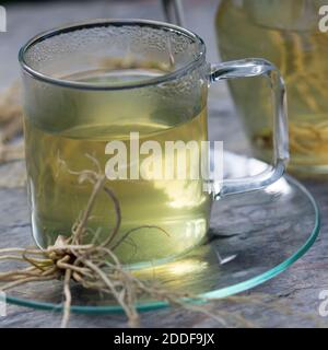 Baldrian-Wurzeltee, Baldrianwurzeltee, Baldrianwurzel-Tee, Tee, Heiltee, Kräutertee, Beruhigungstee, Nerventee, Baldriantee aus Baldrianwurzeln, Baldr Stockfoto