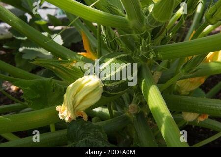 Hausgemachte Bio-gestreifte Runde Zucchini oder Zucchini (Cucurbita pepo) Wächst auf einer Pflanze auf einer Zuteilung in einem Gemüse Garten in Rural Devon Stockfoto