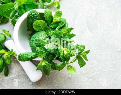 Frische grüne Minze in Mörtel auf grauem Betongrund Stockfoto