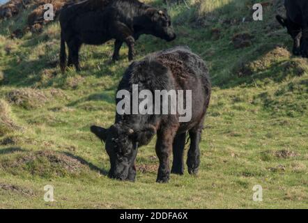 Welsh Black Cattle, Beweidung auf dem Deer Park in Martinshaven, Pembrokeshire Coast National Park Stockfoto