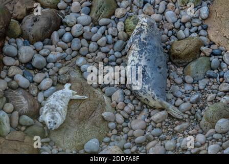 Graurobbe, Halichoerus grypus Mutter und Welpe am Brutstrand im Südwesten von Wales. Herbst. Stockfoto